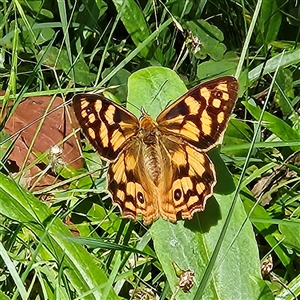 Heteronympha paradelpha at Harolds Cross, NSW - 18 Feb 2025 by MatthewFrawley