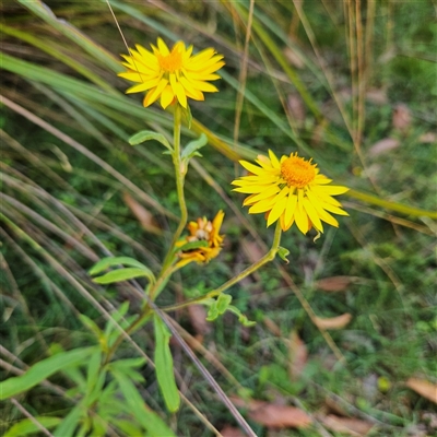 Xerochrysum bracteatum (Golden Everlasting) at Farringdon, NSW - 18 Feb 2025 by MatthewFrawley