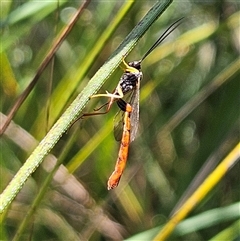 Heteropelma scaposum (Two-toned caterpillar parasite wasp) at Farringdon, NSW - 18 Feb 2025 by MatthewFrawley