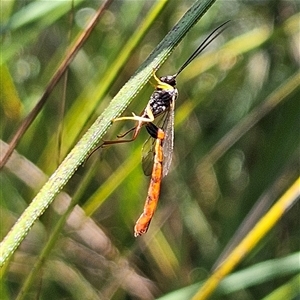 Heteropelma scaposum (Two-toned caterpillar parasite wasp) at Farringdon, NSW - 18 Feb 2025 by MatthewFrawley