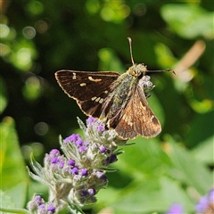 Dispar compacta (Barred Skipper) at Braidwood, NSW - 18 Feb 2025 by MatthewFrawley