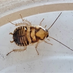 Robshelfordia sp. (genus) (A Shelford cockroach) at Yass River, NSW - 19 Feb 2025 by SenexRugosus