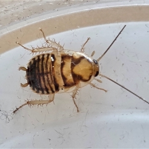 Robshelfordia sp. (genus) (A Shelford cockroach) at Yass River, NSW - Yesterday by SenexRugosus