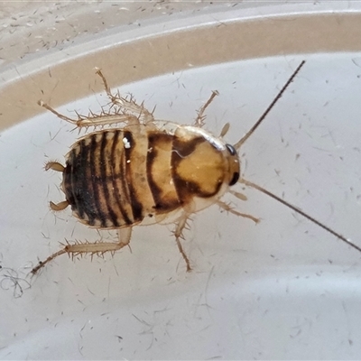 Robshelfordia sp. (genus) (A Shelford cockroach) at Yass River, NSW - Today by SenexRugosus