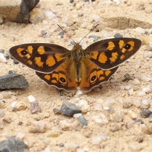 Heteronympha penelope at Harolds Cross, NSW - 18 Feb 2025 by MatthewFrawley