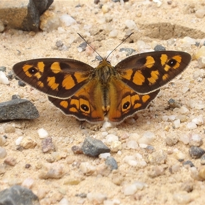 Heteronympha penelope (Shouldered Brown) at Harolds Cross, NSW - 18 Feb 2025 by MatthewFrawley