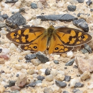 Heteronympha penelope at Harolds Cross, NSW - 18 Feb 2025 12:08 PM