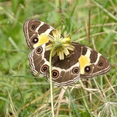 Tisiphone abeona (Varied Sword-grass Brown) at Harolds Cross, NSW - 18 Feb 2025 by MatthewFrawley