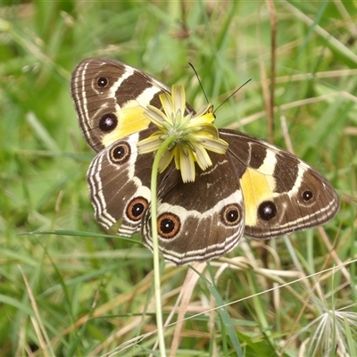 Tisiphone abeona (Varied Sword-grass Brown) at Harolds Cross, NSW - 18 Feb 2025 by MatthewFrawley