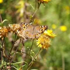 Junonia villida (Meadow Argus) at Harolds Cross, NSW - 18 Feb 2025 by MatthewFrawley