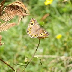 Junonia villida at Harolds Cross, NSW - 18 Feb 2025 12:51 PM