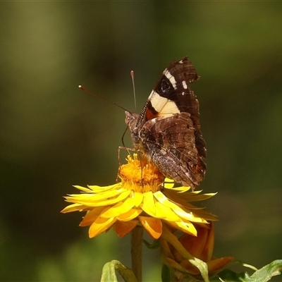 Vanessa itea (Yellow Admiral) at Harolds Cross, NSW - 18 Feb 2025 by MatthewFrawley