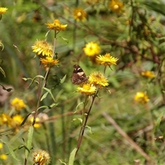 Vanessa itea at Harolds Cross, NSW - 18 Feb 2025 01:23 PM