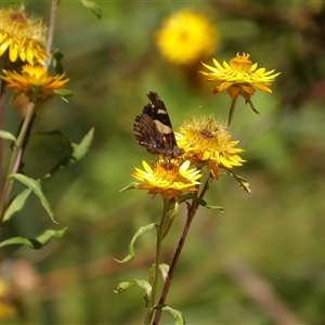 Vanessa itea at Harolds Cross, NSW - 18 Feb 2025 01:23 PM