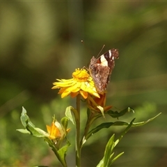 Vanessa itea at Harolds Cross, NSW - 18 Feb 2025 01:23 PM