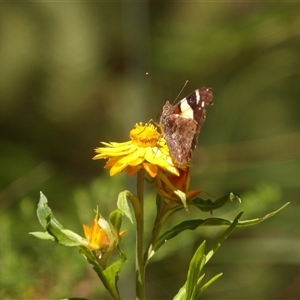 Vanessa itea at Harolds Cross, NSW - 18 Feb 2025 01:23 PM