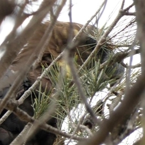 Calyptorhynchus lathami lathami at Buxton, NSW - suppressed