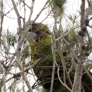 Calyptorhynchus lathami lathami at Buxton, NSW - suppressed