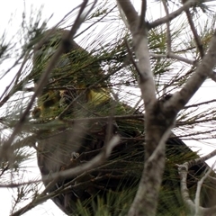Calyptorhynchus lathami lathami at Buxton, NSW - suppressed