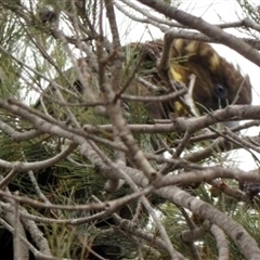 Calyptorhynchus lathami lathami at Buxton, NSW - suppressed
