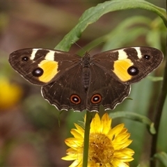 Tisiphone abeona (Varied Sword-grass Brown) at Harolds Cross, NSW - 18 Feb 2025 by MatthewFrawley