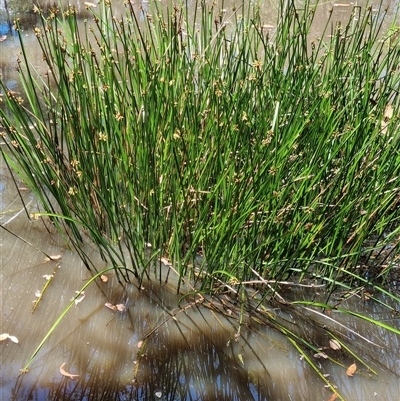 Schoenoplectiella mucronata by MazzV