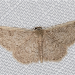 Idaea costaria (White-edged Wave) at Melba, ACT - 15 Feb 2025 by kasiaaus