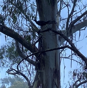 Menura novaehollandiae at Cotter River, ACT - 11 Jan 2025 06:00 AM