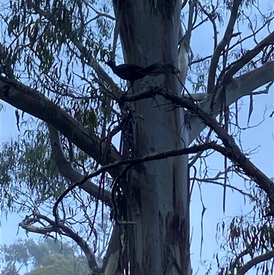 Menura novaehollandiae (Superb Lyrebird) at Cotter River, ACT - 11 Jan 2025 by birdnoticer