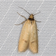 Eulechria xuthophylla (A Concealer moth (Eulechria group)) at Melba, ACT - 15 Feb 2025 by kasiaaus