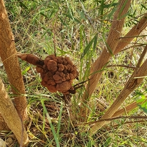 Uromycladium sp. (A gall forming rust fungus) at Bowning, NSW - Yesterday by Maren