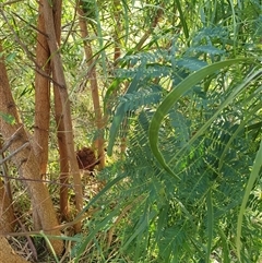 Uromycladium (genus) at Bowning, NSW - 19 Feb 2025 07:10 PM