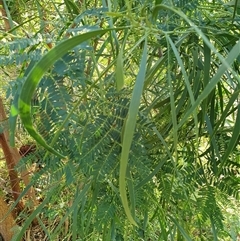 Uromycladium (genus) at Bowning, NSW - 19 Feb 2025 07:10 PM