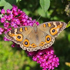 Junonia villida (Meadow Argus) at Braidwood, NSW - 19 Feb 2025 by MatthewFrawley