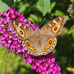 Junonia villida at Braidwood, NSW - 19 Feb 2025 02:05 PM