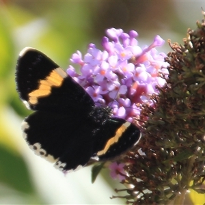 Eutrichopidia latinus (Yellow-banded Day-moth) at Anglers Reach, NSW - 13 Feb 2025 by Jennybach