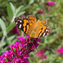 Vanessa kershawi (Australian Painted Lady) at Braidwood, NSW - 19 Feb 2025 by MatthewFrawley