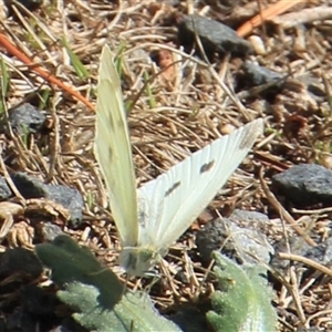 Pieris rapae (Cabbage White) at Anglers Reach, NSW - 13 Feb 2025 by Jennybach