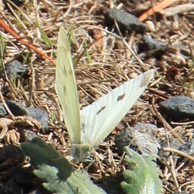 Pieris rapae (Cabbage White) at Anglers Reach, NSW - 13 Feb 2025 by Jennybach