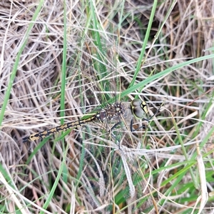 Anax papuensis at Forde, ACT - 19 Feb 2025 09:05 AM