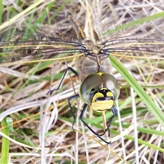 Anax papuensis at Forde, ACT - 19 Feb 2025 09:05 AM