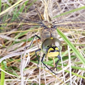 Anax papuensis at Forde, ACT - 19 Feb 2025 09:05 AM