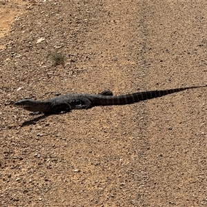 Varanus rosenbergi (Heath or Rosenberg's Monitor) at Booth, ACT - 19 Feb 2025 by Safarigirl