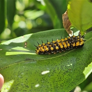 Papilio anactus at Hawker, ACT - suppressed