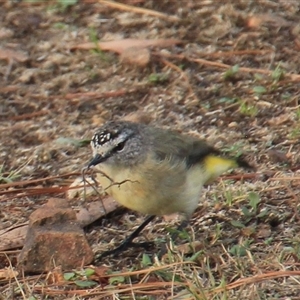 Acanthiza chrysorrhoa (Yellow-rumped Thornbill) at Anglers Reach, NSW - 14 Feb 2025 by Jennybach