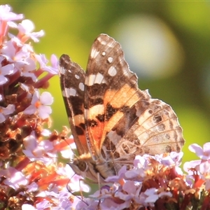 Vanessa kershawi (Australian Painted Lady) at Anglers Reach, NSW - 13 Feb 2025 by Jennybach