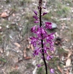 Dipodium punctatum (Blotched Hyacinth Orchid) at Tharwa, ACT - 8 Jan 2025 by Portia