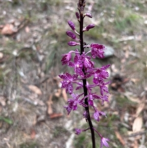 Dipodium punctatum at Tharwa, ACT - suppressed