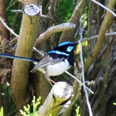 Malurus cyaneus (Superb Fairywren) at Higgins, ACT - 15 Feb 2025 by Jennybach