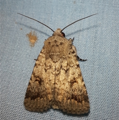 Proteuxoa capularis (Half-moon Noctuid) at Goulburn, NSW - 15 Feb 2025 by glbn1